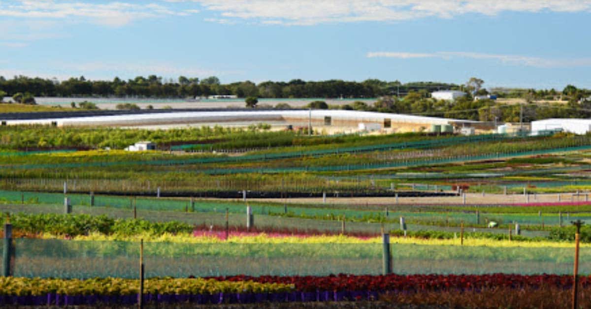 Benara Nurseries Carabooda NGIWA