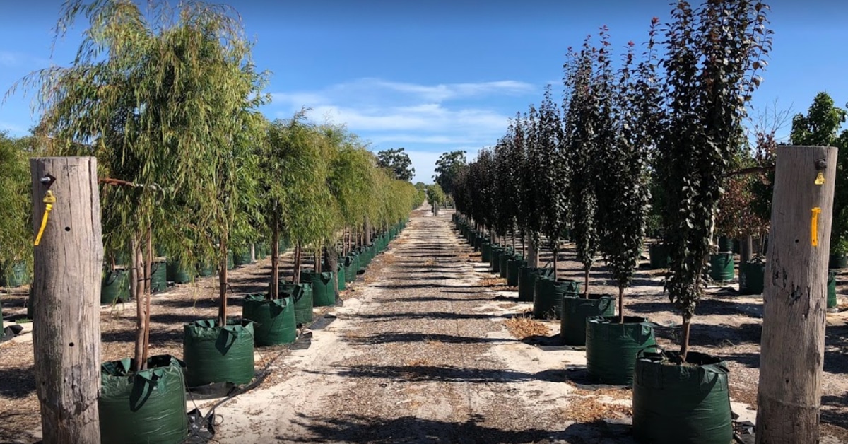 Arborwest Tree Farm NGIWA