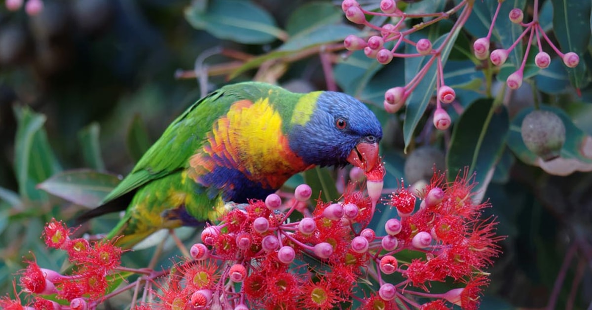 Serpentine Plant Farm - NGIWA