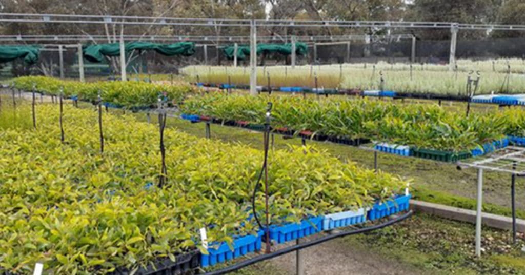 Katanning Environmental Nursery