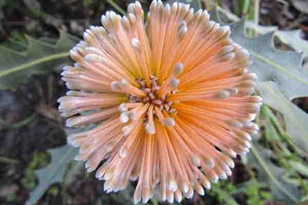 Australian Native Nursery