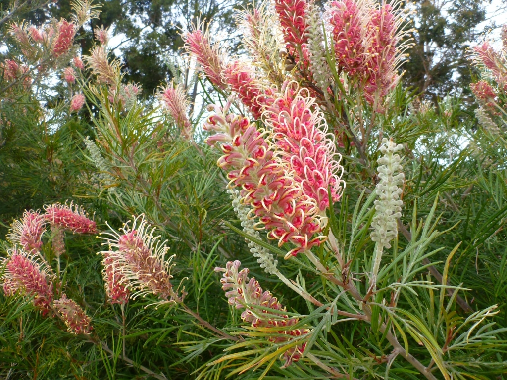 grevillea majestic 3