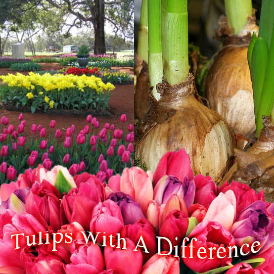Tulips With A Difference