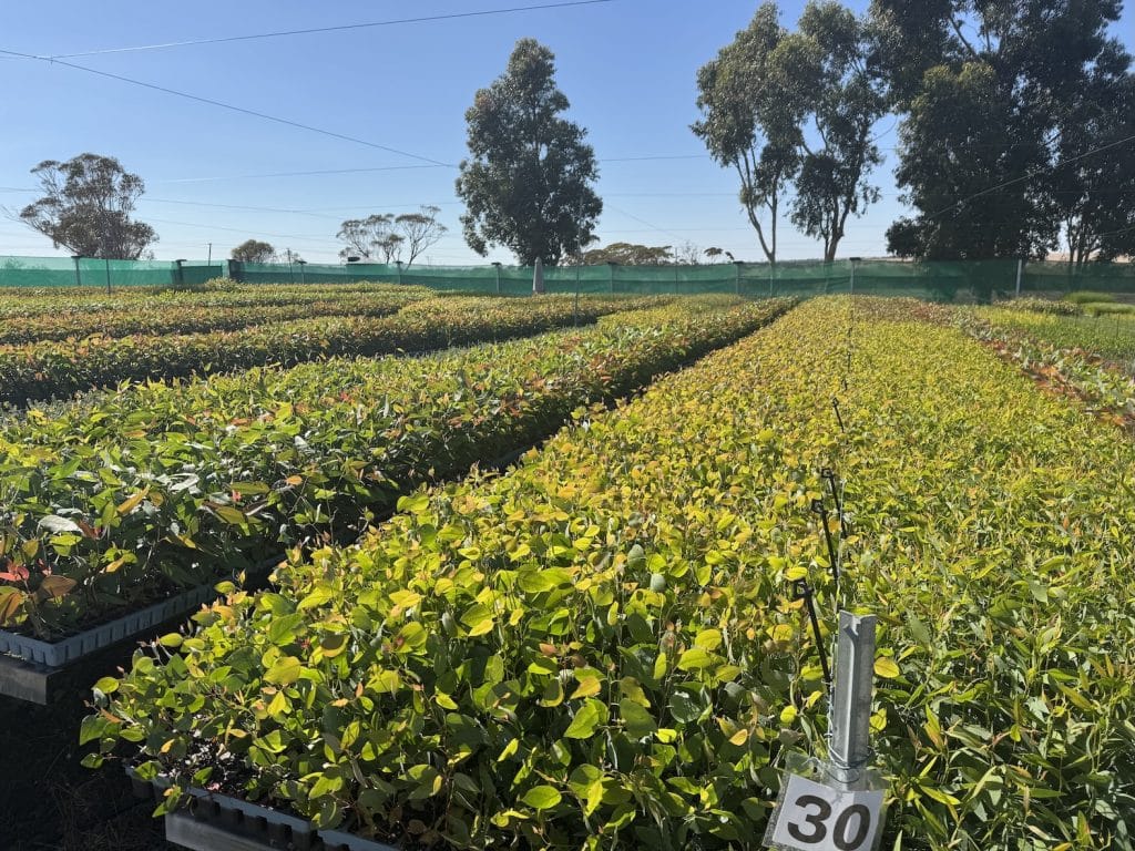 Westgrow Farm Trees