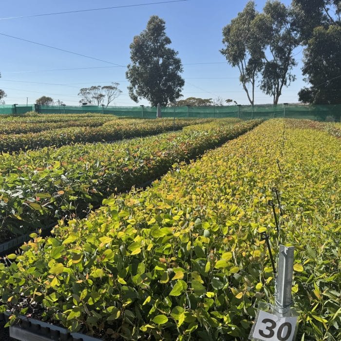 Westgrow Farm Trees